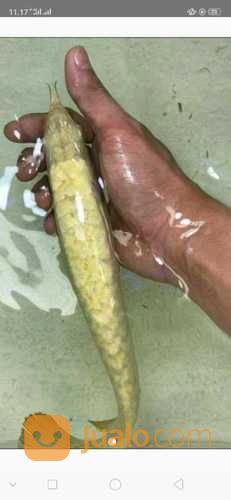 Arowana Arwana Golden Cross Back 24 K Karat Malaysia Singapura