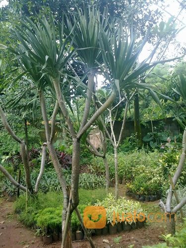 Pandan Bali Murah 081292127731