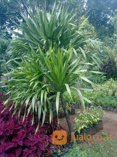 Pandan Bali Murah 081292127731