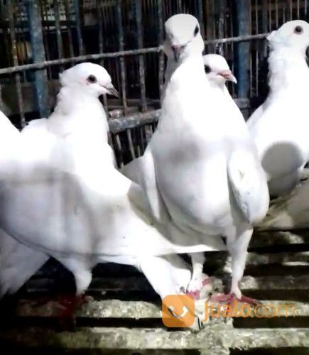 Burung Merpati Putih