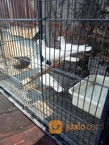 Burung Merpati Putih