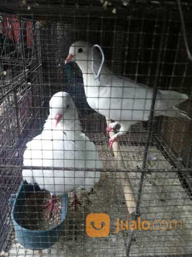 Burung Merpati Putih