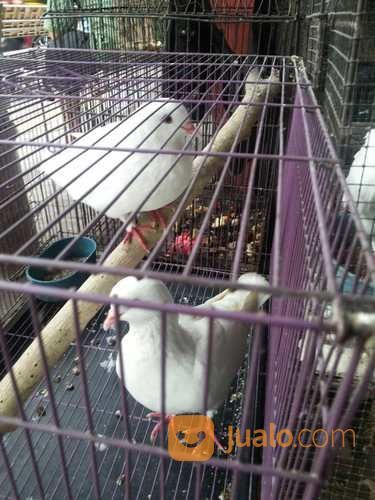 Burung Merpati Putih