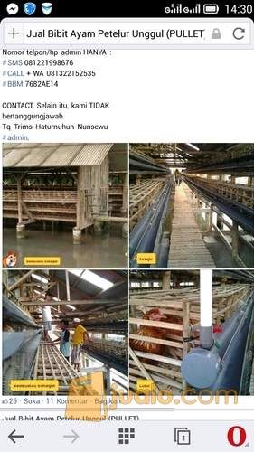 kandang ayam petelur dari bambu