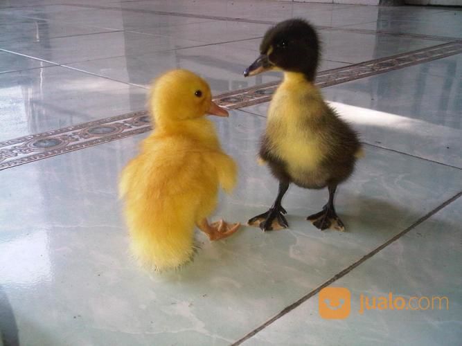 DOD (Bibit) Bebek Hibrida (Pedaging) Surabaya