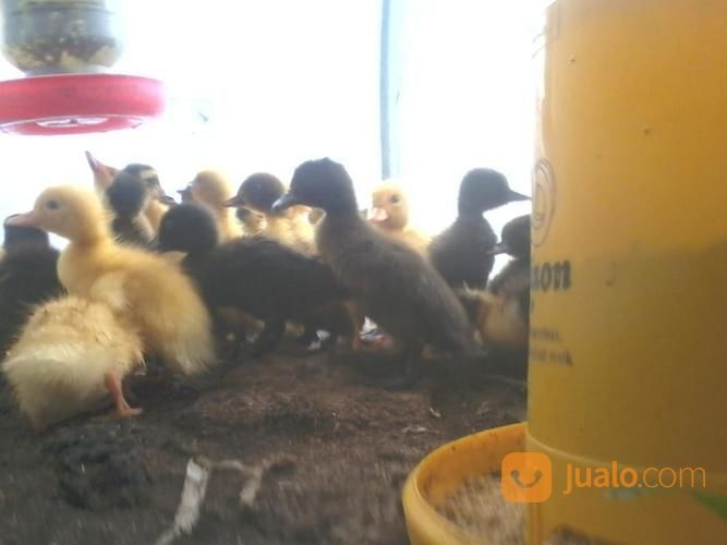 DOD (Bibit) Bebek Hibrida (Pedaging) Surabaya