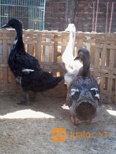 DOD (Bibit) Bebek Hibrida (Pedaging) Surabaya