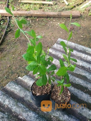 Tanaman Gantung - Tanaman Rambat - Lee Kwan Yew