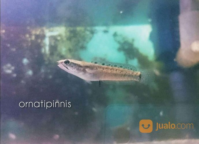 Ikan Channa Ornatipinnis