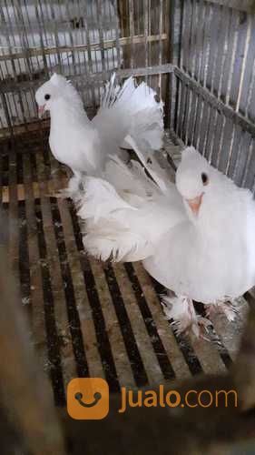 Burung Merpati Kipas Putih Putih Polos