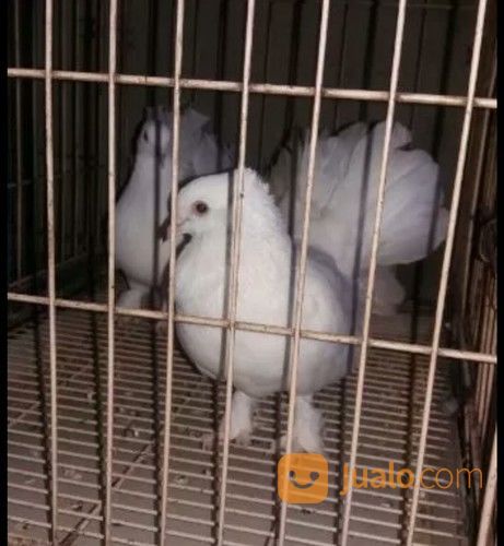 Burung Merpati Kipas Putih Putih Polos