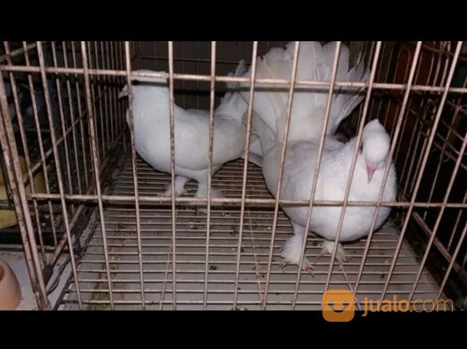 Burung Merpati Kipas Putih Putih Polos