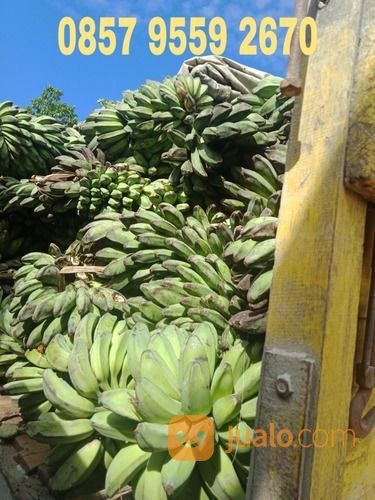 Pisang Kepok Pontianak