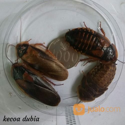 Indukan Kecoa Dubia