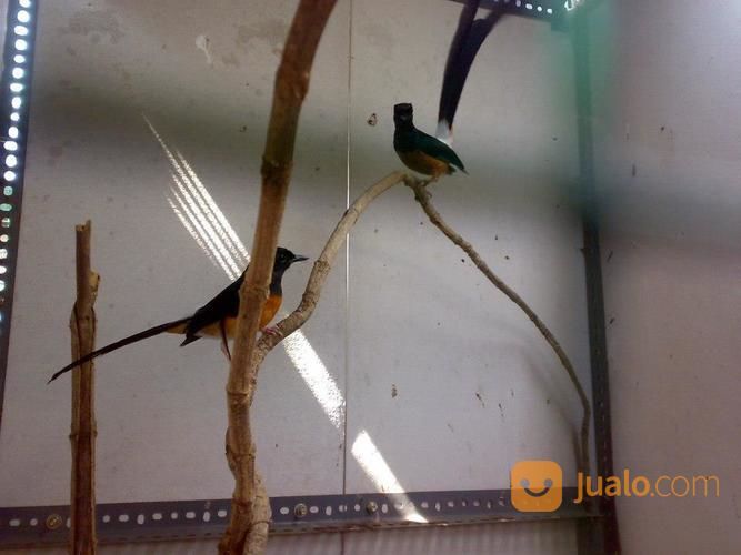 Sepasang Murai Batu Medan Siap Ternak