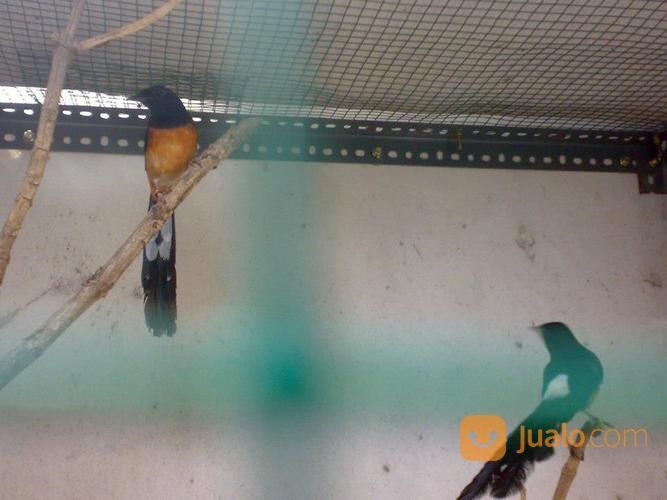 Sepasang Murai Batu Medan Siap Ternak