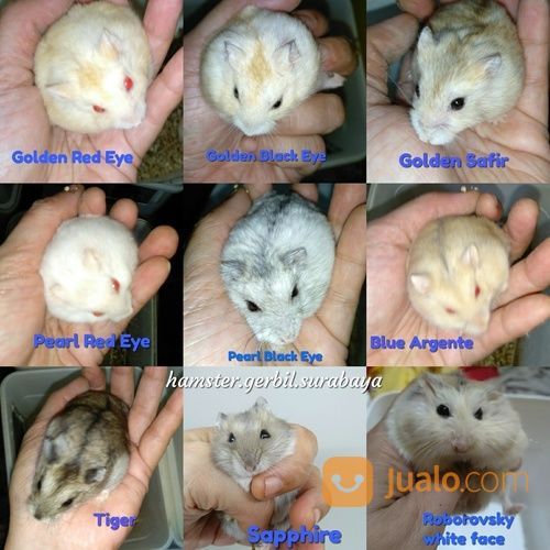 Hamster Winter White Dan Roborovski