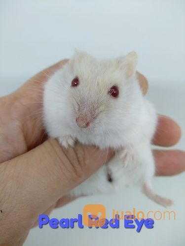 Hamster Winter White Dan Roborovski