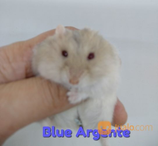 Hamster Winter White Dan Roborovski