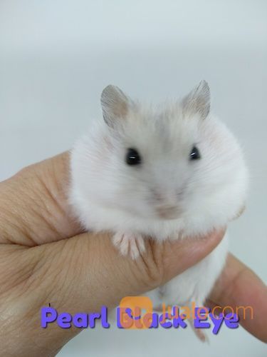 Hamster Winter White Dan Roborovski