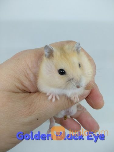 Hamster Winter White Dan Roborovski