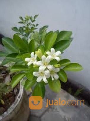 Bibit Tanaman Bunga Kemuning