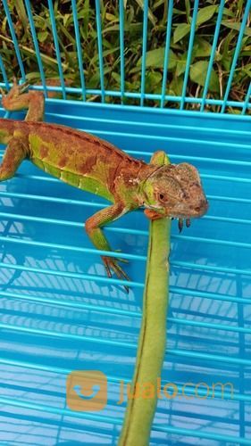Iguana Merah Sehat