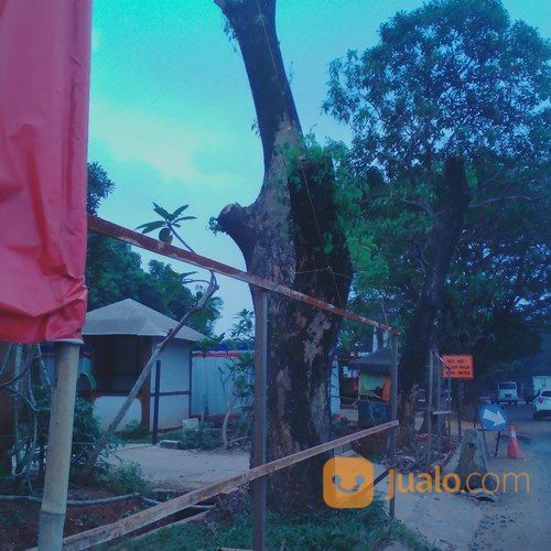 Cabut Akar Pohon Dan Tebang Pohon
