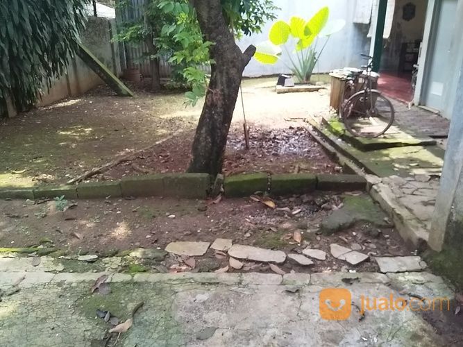 Jasa Cabut Akar Pohon Kota Bekasi