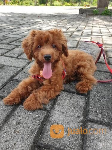 Red Toy Poodle Umur 6 Bulan