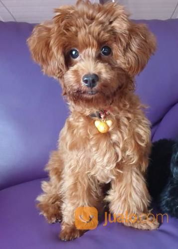 Red Toy Poodle Umur 6 Bulan