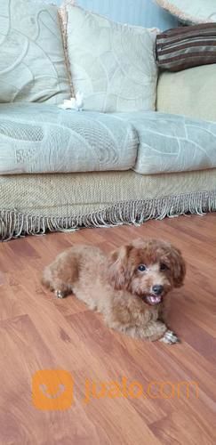 Red Toy Poodle Umur 6 Bulan