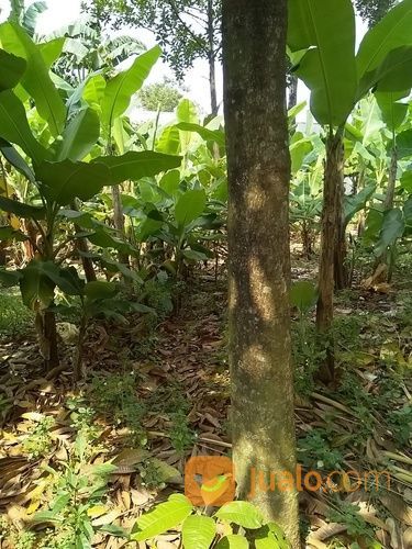 Jasa Pembersihan Lahan Proyek