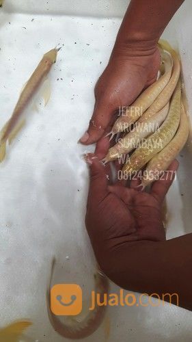 Arowana Arwana Golden Cross Back 24k Premium Gold Head Indukan Malaysia