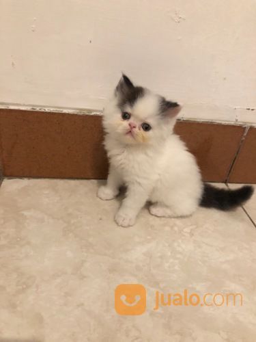 Ready Adopt Kucing Persia Peaknose