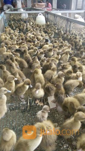 Agen Dod Bibit Bebek Lokal Petelur Dan Pejantan Di Karawang Dan Cariu