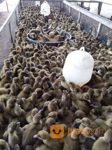 Agen Dod Bibit Bebek Lokal Petelur Dan Pejantan Di Karawang Dan Cariu