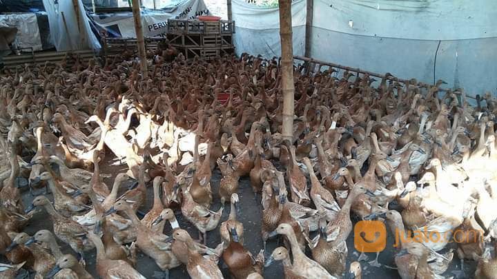 Agen Dod Bibit Bebek Lokal Petelur Dan Pejantan Di Karawang Dan Cariu