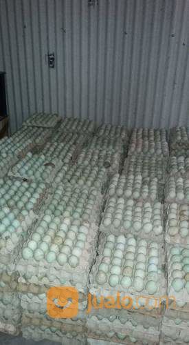 Agen Dod Bibit Bebek Lokal Petelur Dan Pejantan Di Karawang Dan Cariu