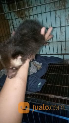 Beby Musang Bulan