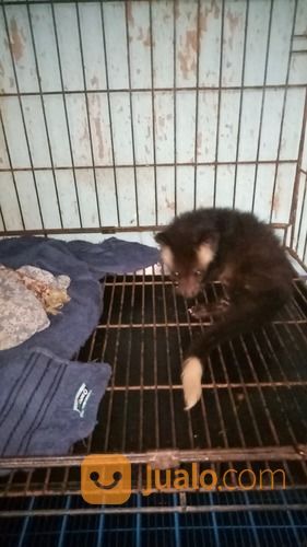 Beby Musang Bulan