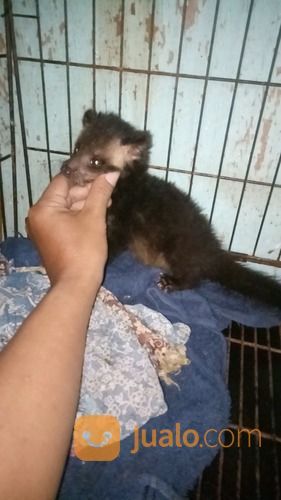 Beby Musang Bulan