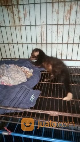 Beby Musang Bulan