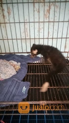 Beby Musang Bulan