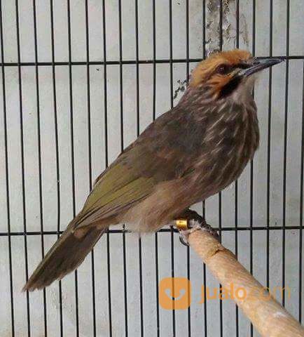 Cucak Rowo Medan Jantan