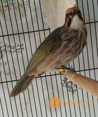 Cucak Rowo Medan Jantan