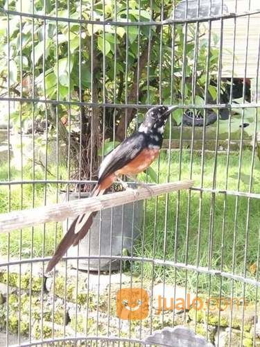 Murai Batu Medan Blorok Super