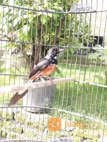 Murai Batu Medan Blorok Super