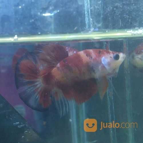 Ikan Cupang Nemo Candy Multi Colour