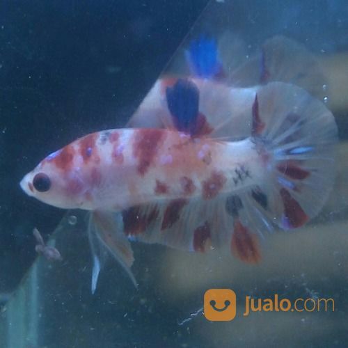 Ikan Cupang Nemo Candy Multi Colour